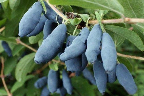 жимолость съедобная