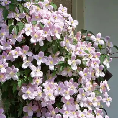 Клематис ГОРНЫЙ в Подольске