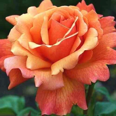 саженцы розы Изи Даз Ит