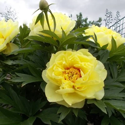 Пион БАРЦЕЛЛА (БАРТЗЕЛЛА) ито-гибрид в Подольске