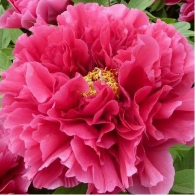 Пион КОРОЛЕВСКИЙ ЦВЕТОК древовидный в Подольске