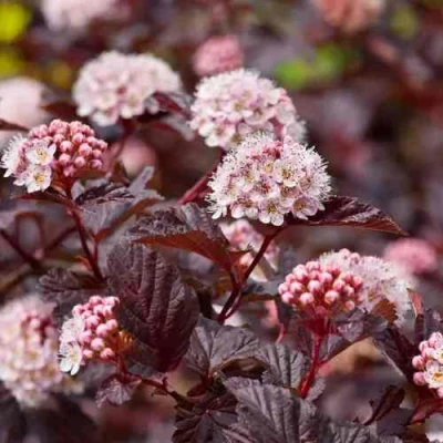 саженцы пузыреплодника андре