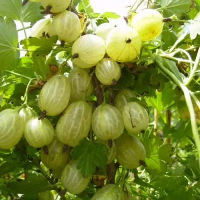 Крыжовник ИНВИКТА в Подольске