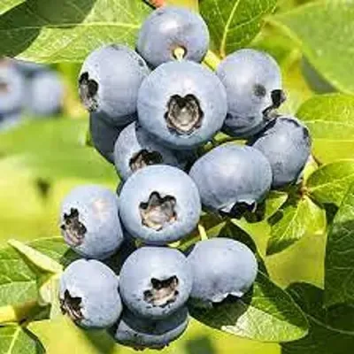 Голубика ЦУКЕР ТРАУБЕ в Подольске