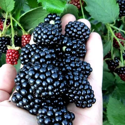 Ежевика ПОЛАР бесшипная в Подольске