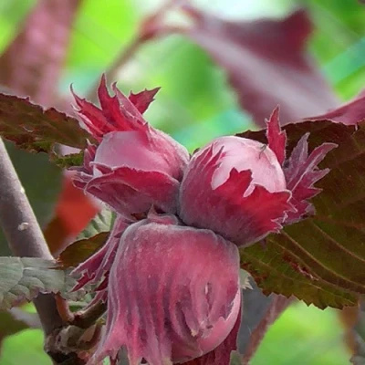 Фундук КАРДИНАЛ в Подольске