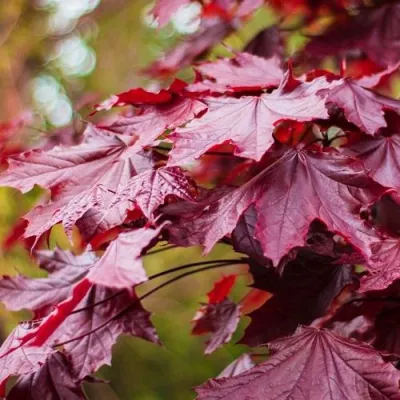 Клен РОЯЛ РЕД остролистный в Подольске
