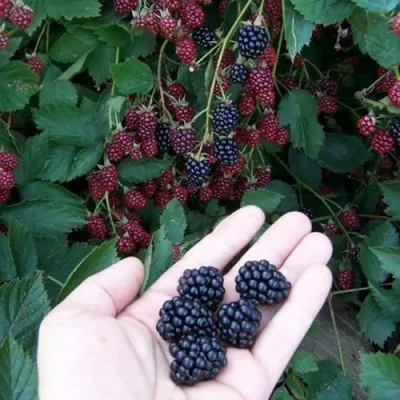 Ежевика ОРКАН бесшипная в Подольске