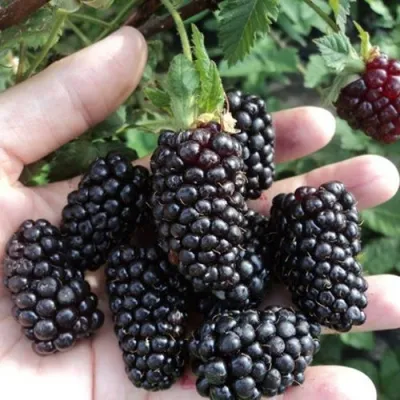 Ежевика ЛОХ НЕСС бесшипная в Подольске