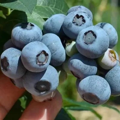 Голубика СИЕРРА в Подольске