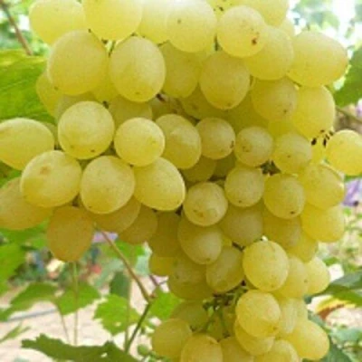 виноград кишмиш золотце