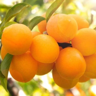 Слива МАРА в Подольске