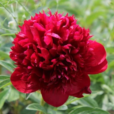 Пион РЕД МЭДЖИК травянистый в Подольске