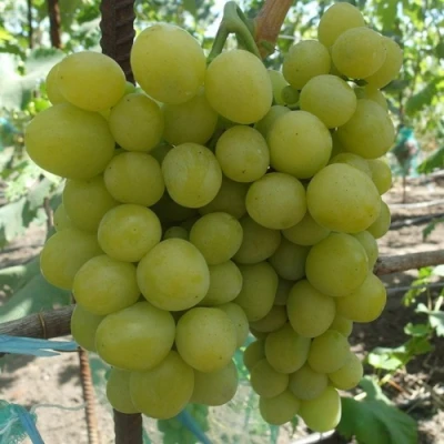 виноград Хелена