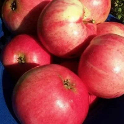 Яблоня СУЙСЛЕПСКОЕ (МАЛИНОВКА) в Подольске