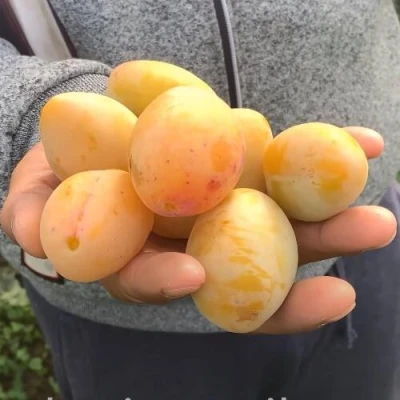 Слива ЯХОНТОВАЯ в Подольске