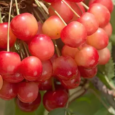 Черешня ЮЛИЯ в Подольске