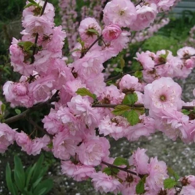 Миндаль ТРЁХЛОПАСТНЫЙ (луизеания) в Подольске