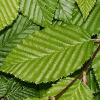 Граб японский в Подольске