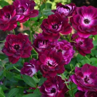 Роза БУРГУНДИ АЙС флорибунда в Подольске