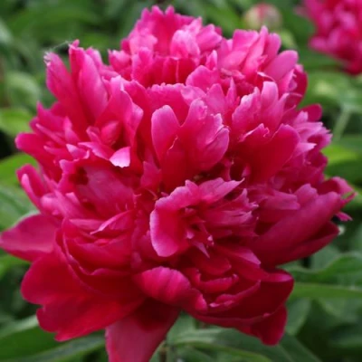 Пион ПЕСНЬ ВЕТРА травянистый в Подольске