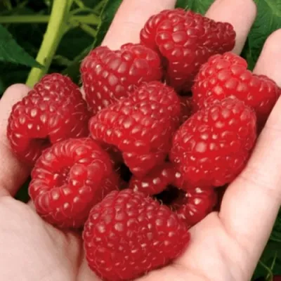 Малина РУБИФОЛ в Подольске