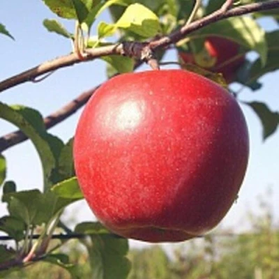 Яблоня ЛИГОЛ в Подольске