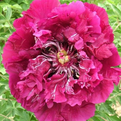 Пион ПУРПУРНЫЙ ОКЕАН древовидный в Подольске