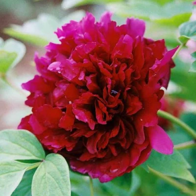 Пион ГАЛАКТИКА травянистый в Подольске