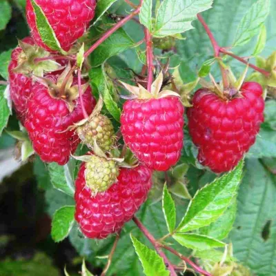 Малина КАРАМЕЛЬНАЯ в Подольске