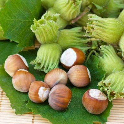 Фундук КРЕПКИЙ ОРЕШЕК в Подольске