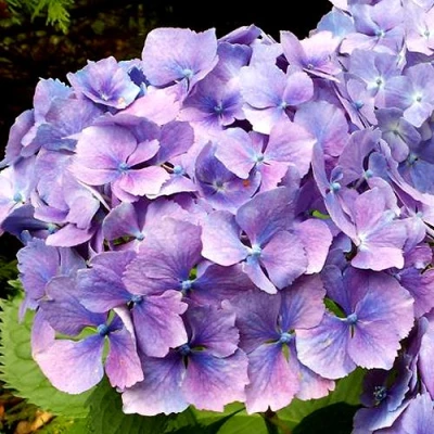 гортензия йола