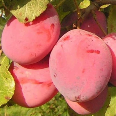 Слива ФАВОРИТЕ ДЕ СУЛТАНО в Подольске