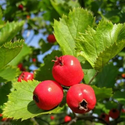 Боярышник МЯГКОВАТЫЙ в Подольске