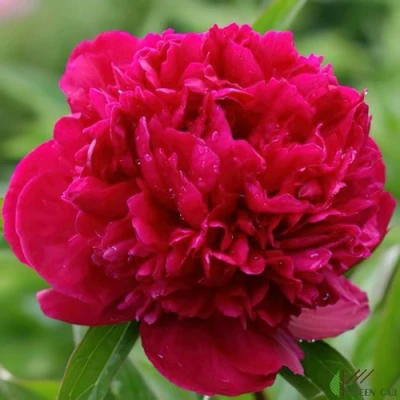 Пион РЕД САРА БЕРНАР травянистый в Подольске