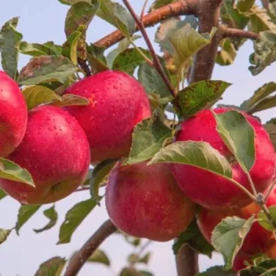 Яблоня РОЖДЕСТВЕНСКОЕ в Подольске