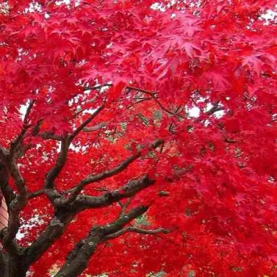 Клен гиннала  в Подольске