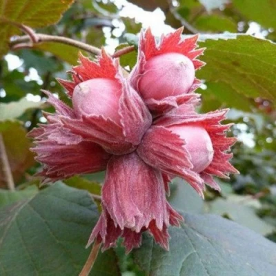 Фундук СКАРЛЕТТ в Подольске