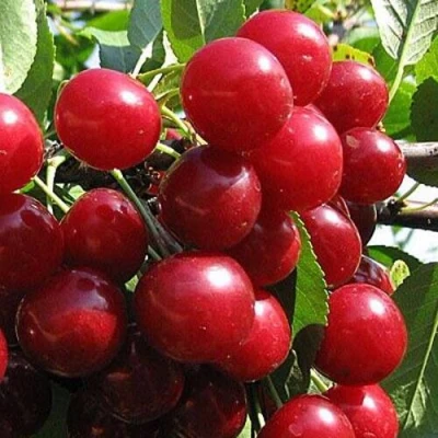 Вишня ГЛУБОКСКАЯ в Подольске