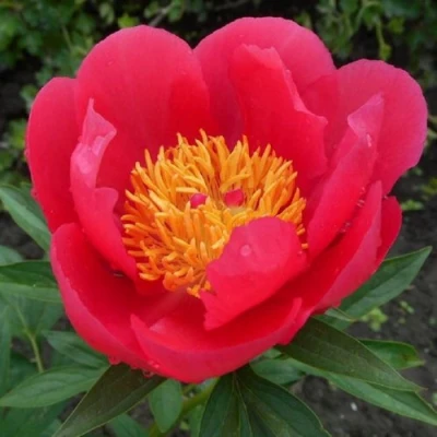 Пион МОСКВА травянистый в Подольске