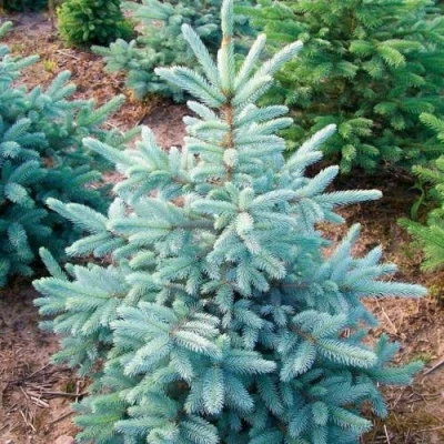 Ель КЕЙБАБ колючая в Подольске