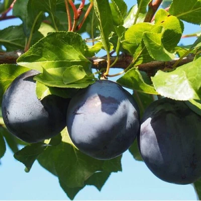 Слива ВОЛАТ в Подольске