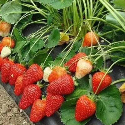Клубника РОКСАНА в Подольске