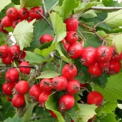 Боярышник СВАЯК в Подольске