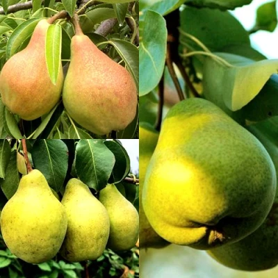 Комплект НАСТОЯЩИЙ ВОСТОРГ в Подольске