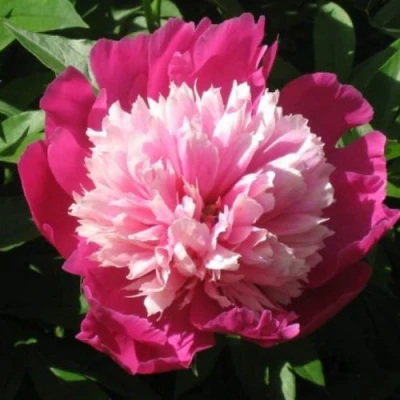 Пион КАПЛЯ РОСЫ травянистый в Подольске