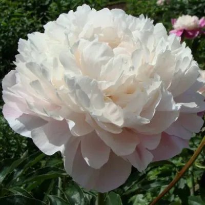 Пион ВОГ травянистый в Подольске