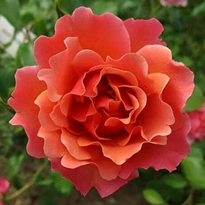 саженцы розы Жан Кокто