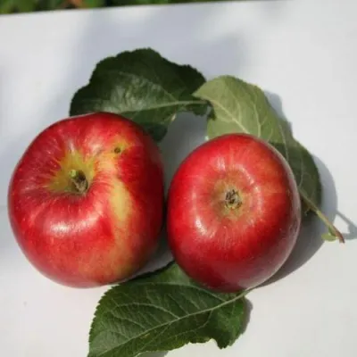 Яблоня РЕДФРИ в Подольске