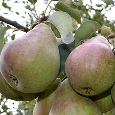 Груша БРЯНСКАЯ КРАСАВИЦА в Подольске